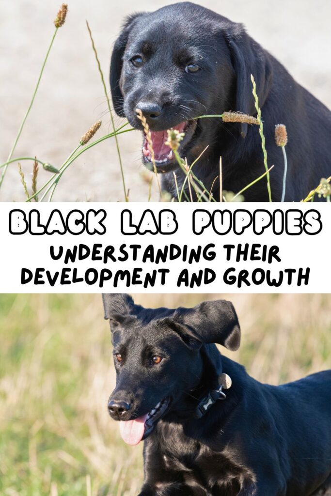 two photos of black lab puppies one above the other