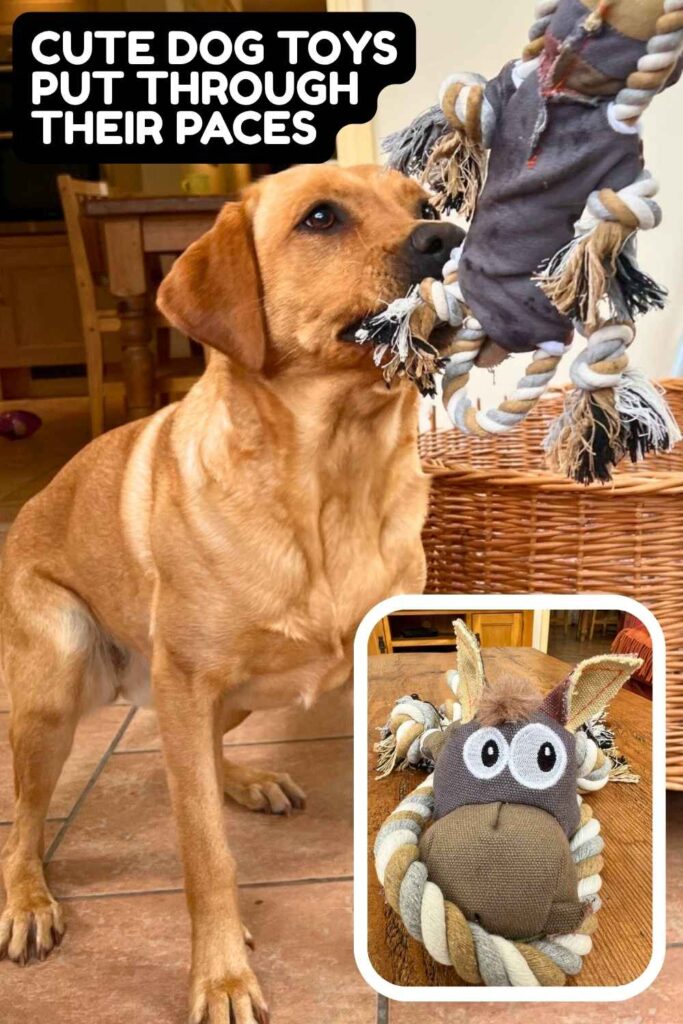 photo of labrador playing tug