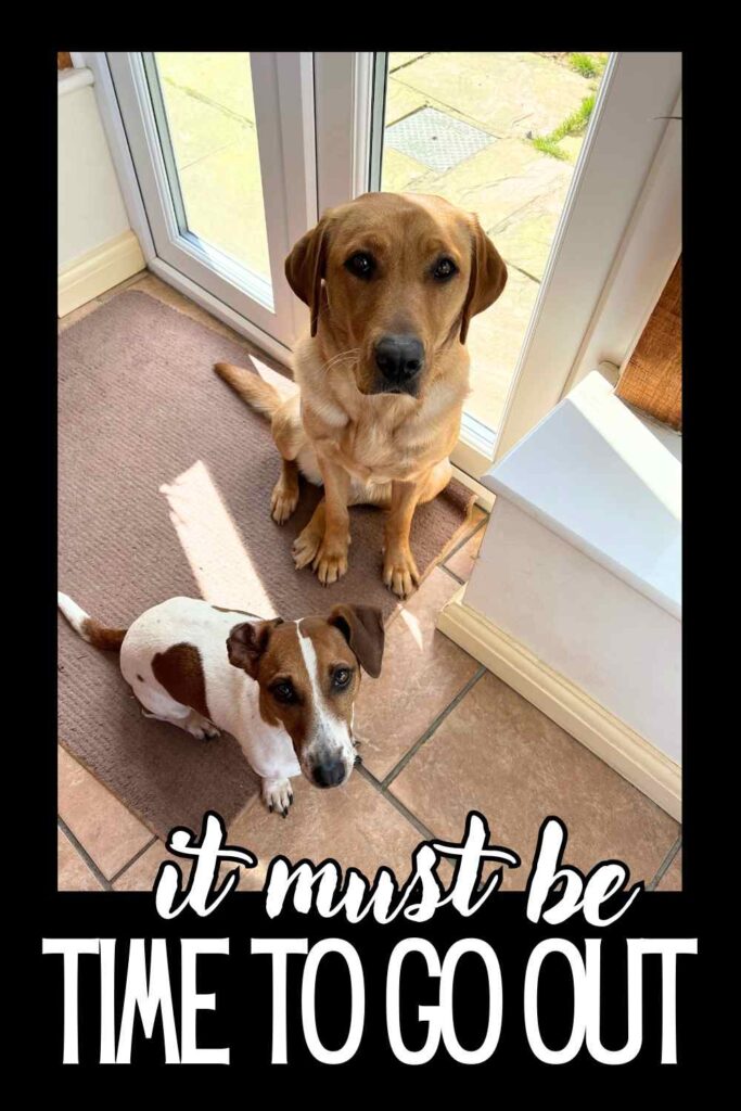 photo of a yellow lab and a jack russell terrier waiting by a door to be let out
