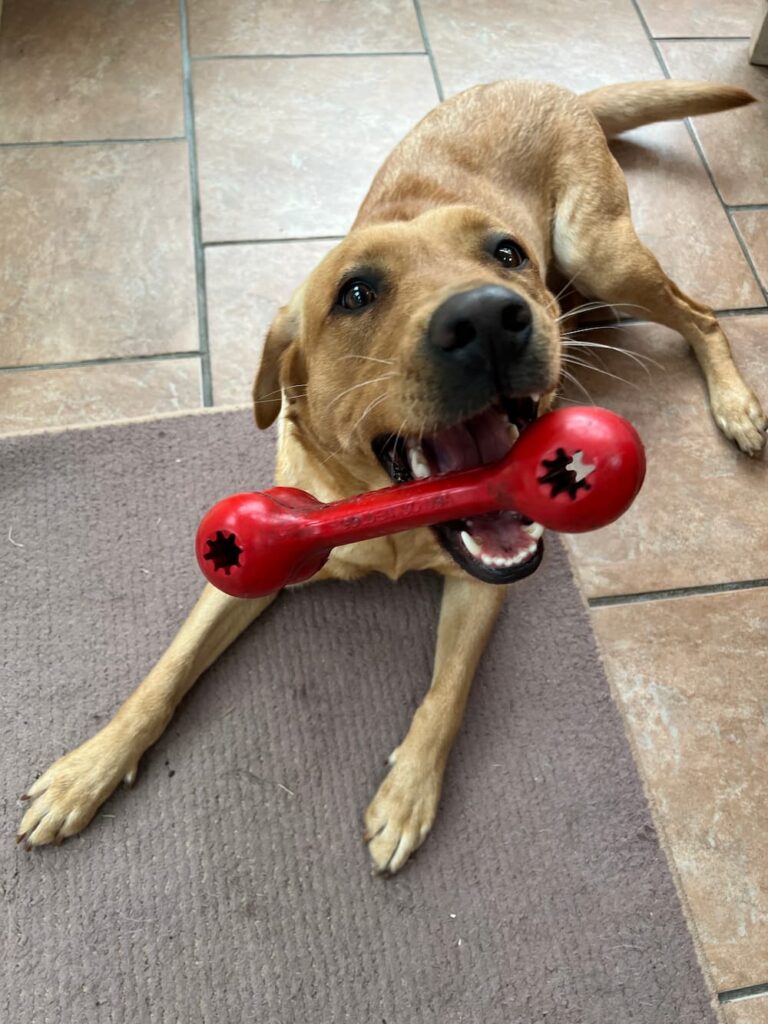 photo of a yellow lab playing with a red bone