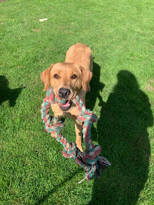 photo of a yellow lab with a tug toy