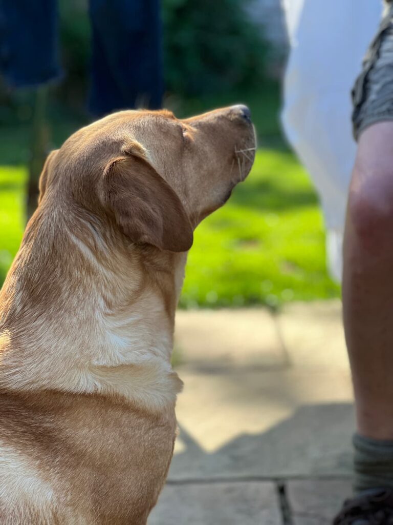 photo of dog watching their owner