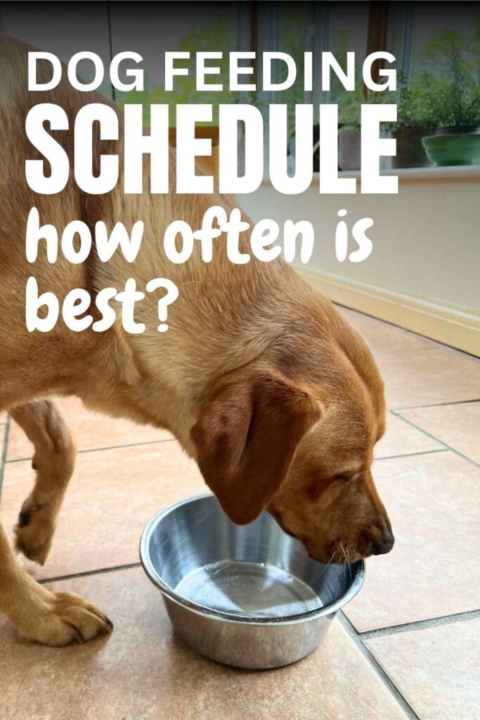 photo of a yellow lab licking a stainless steel bowl with text overlay that reads: dog feeding schedule