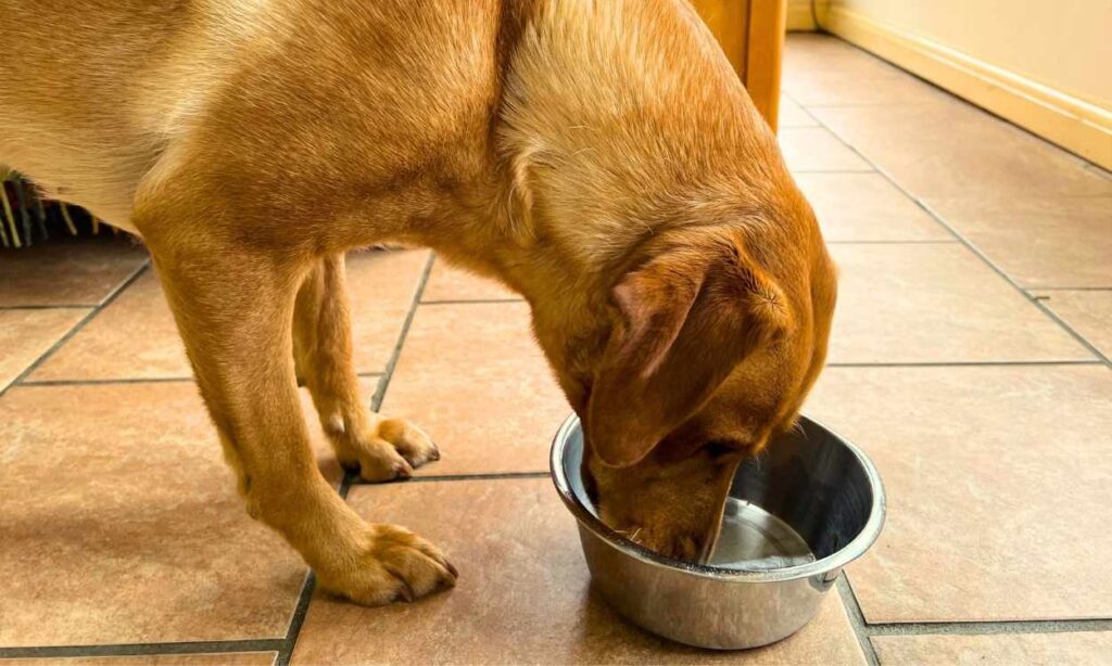 photo of a yellow labrador eating from a stainless steel dog bowl on a cream ceramic tiled floor