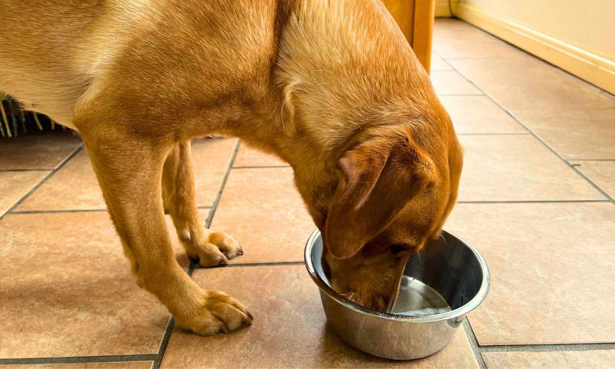 PetWireDaily — The Pros And Cons Of Feeding Your Dog Once A Day