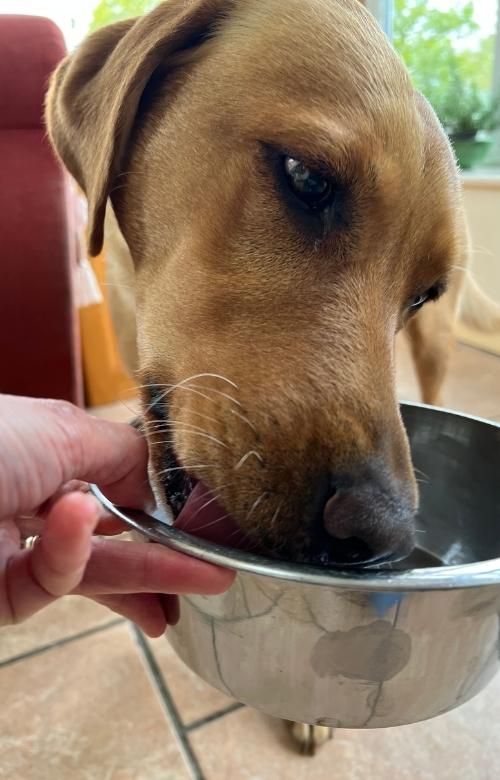 photo of a hungry yellow labrador licking an empty dinner bowl