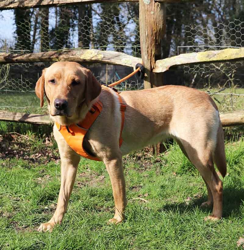 photo of a yellow labrador in an orange harness tethered to a fence