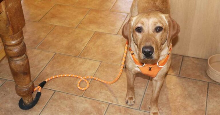 photo of a yellow labrador wearing an orange harness, tethered to a table leg