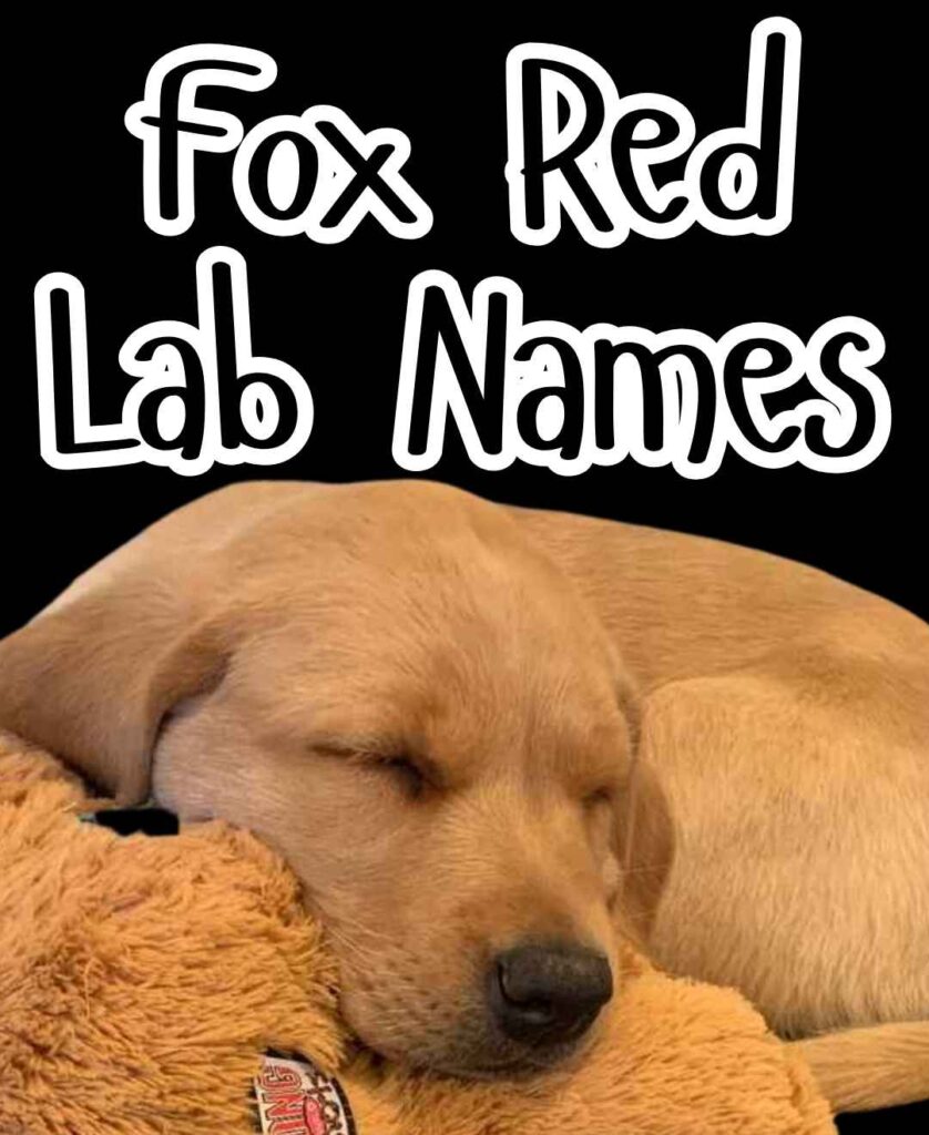fox red lab names