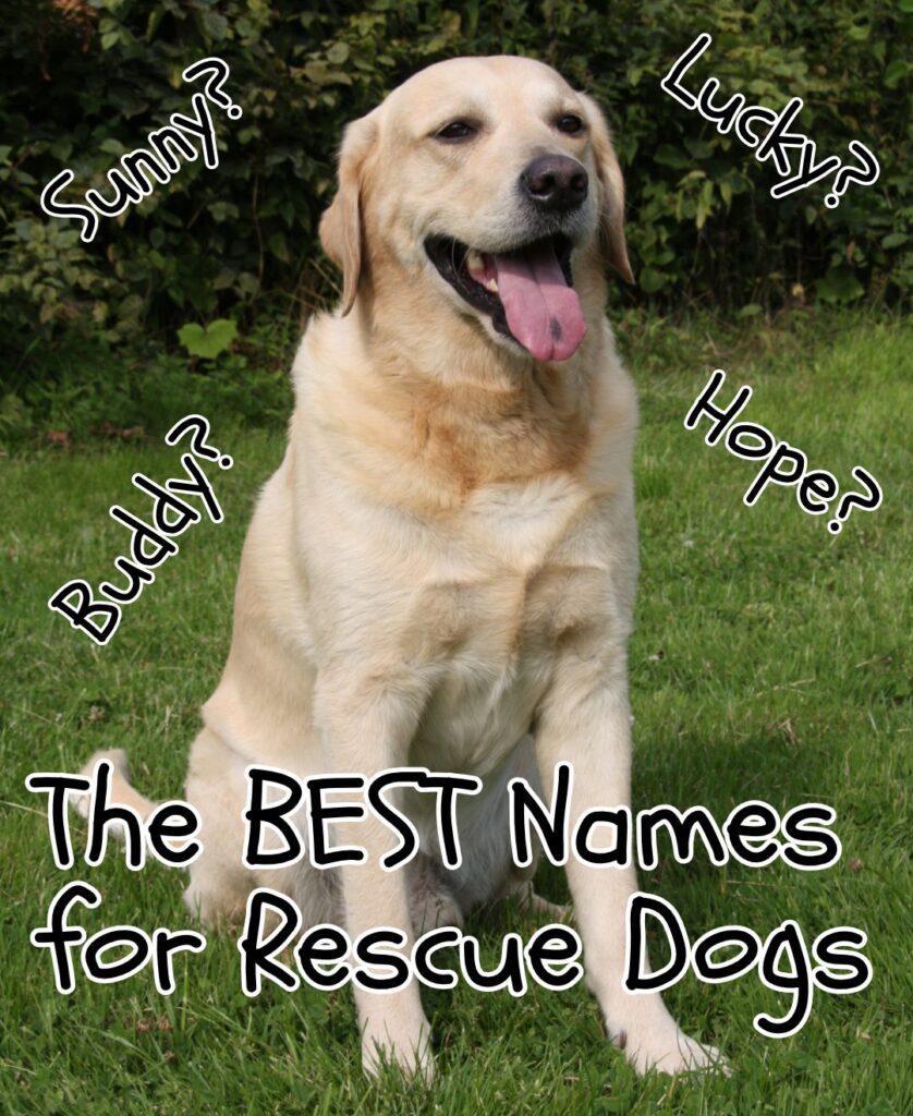 rescue dog names