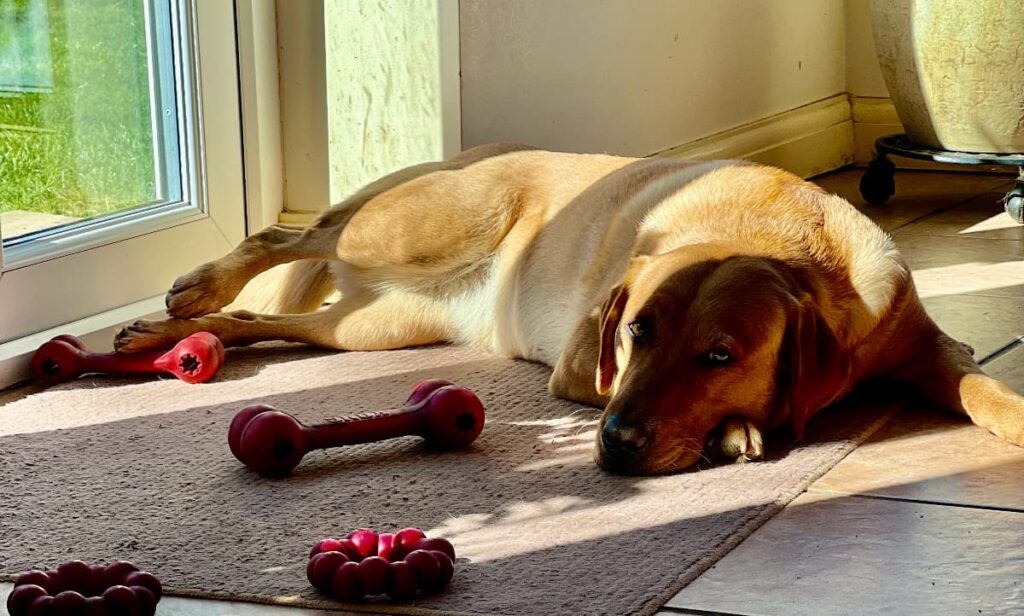 photo of a yellow lab resting on a sunny doormat