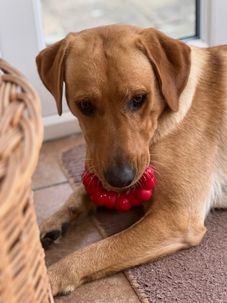 photo of yellow lab playing with a Kong ring